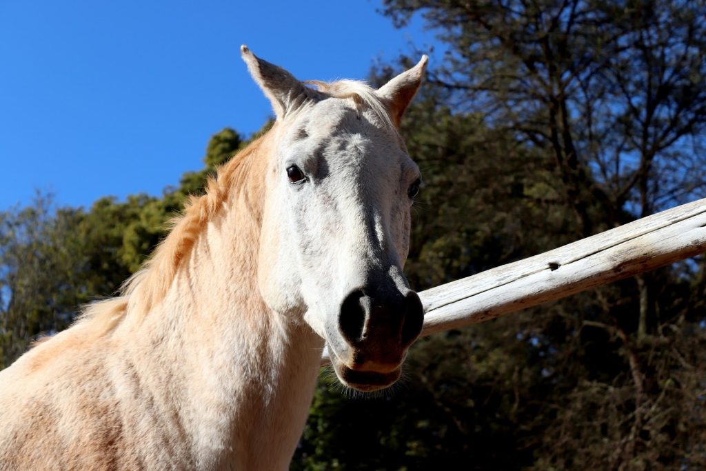 Mơ thấy ngựa đánh con gì để mau trúng lô?